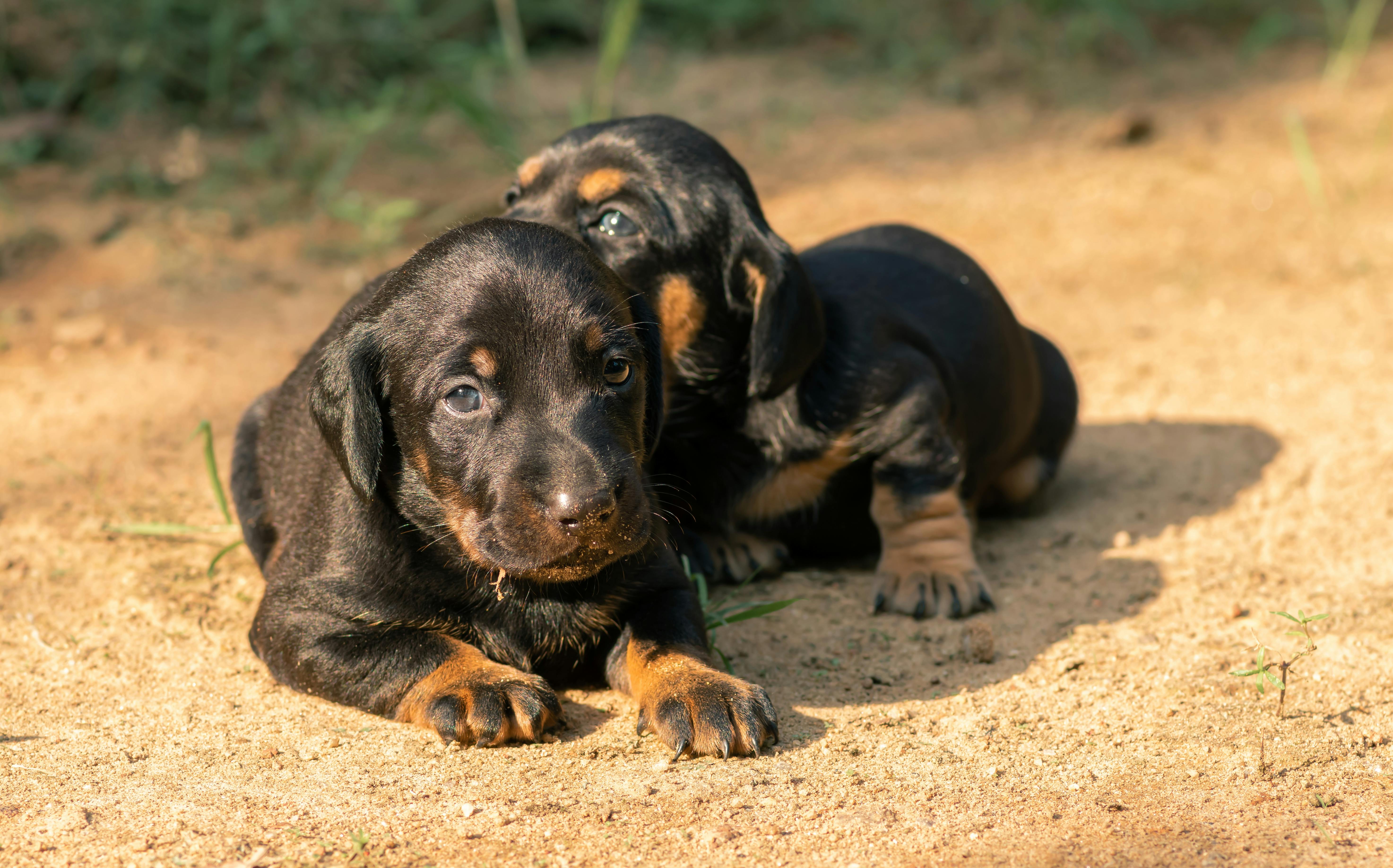 Choosing the Right Science Diet for Large Breed Puppy