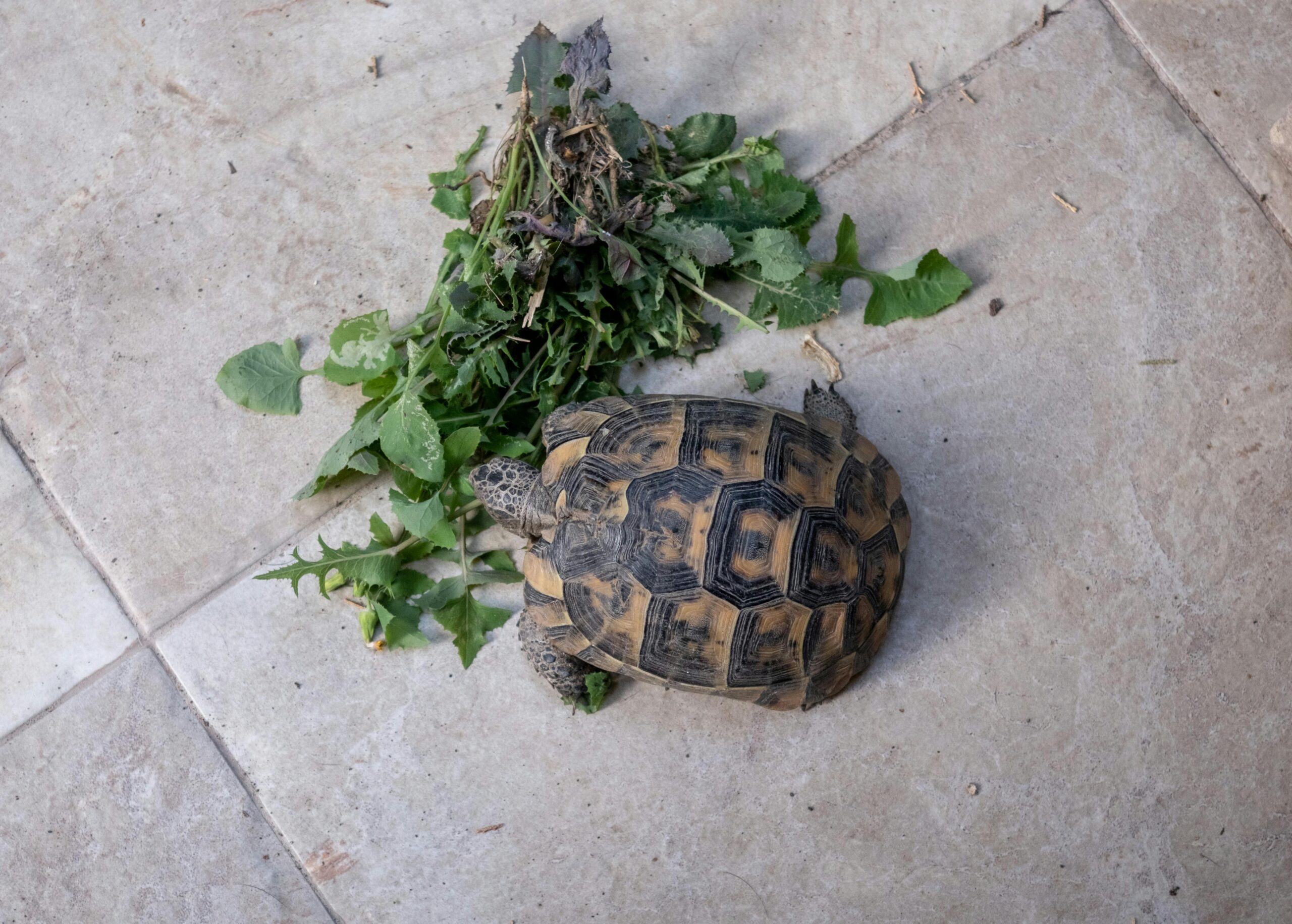 Smart Ways to Optimize Your Mazuri Tortoise Diet for Better Health in 2025