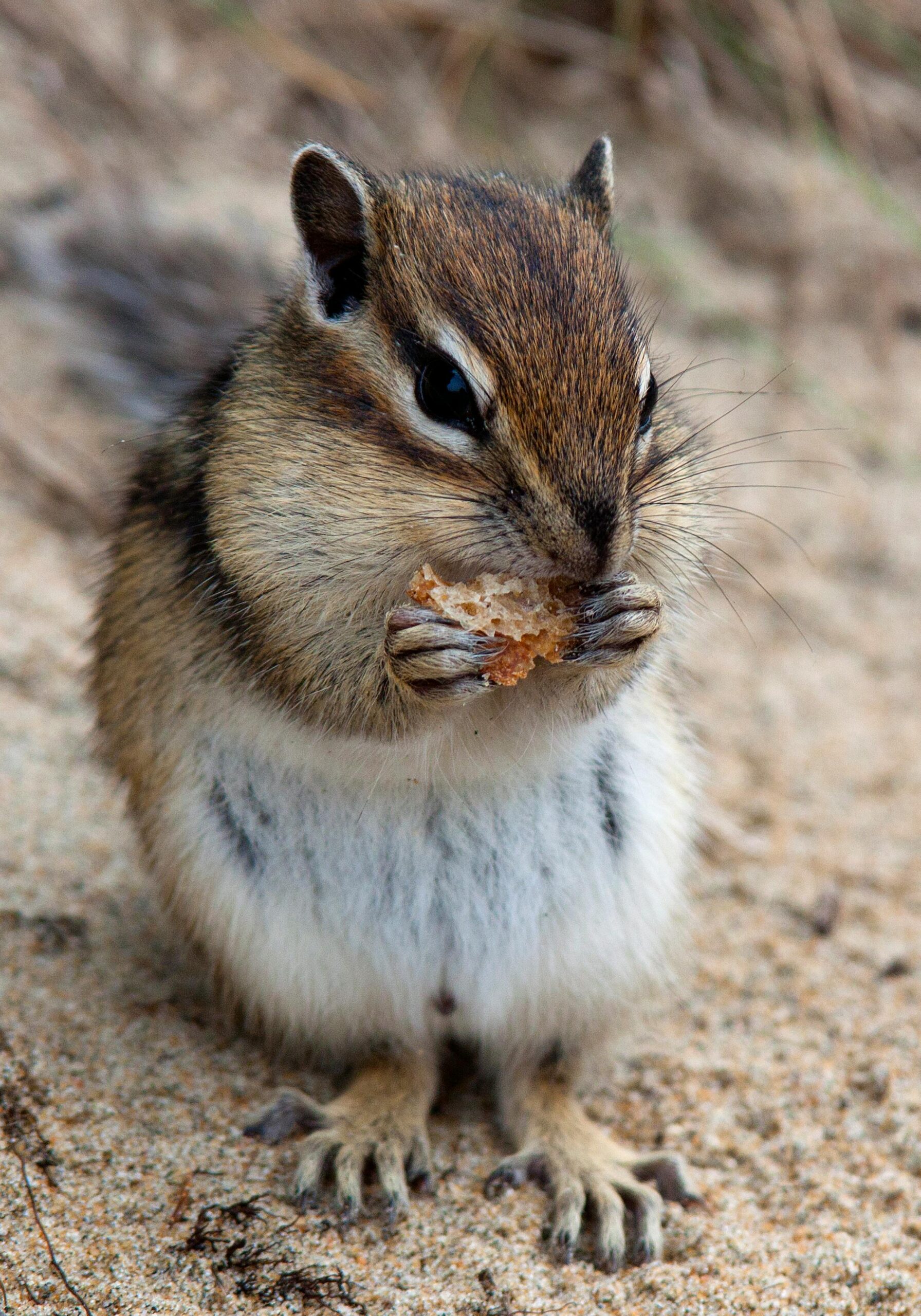 Effective Ways to Optimize Your Rhaphidophoridae Diet in 2025: Learn More About Their Habitat and Feeding Strategies